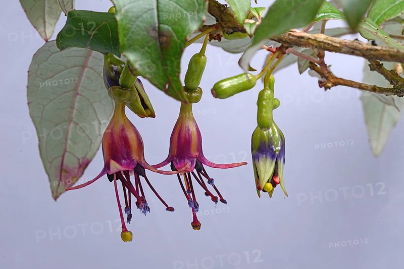 Flowers of New Zealand tree fuchsia, Fuchsia excorticata, (kotukutuku) against a white background