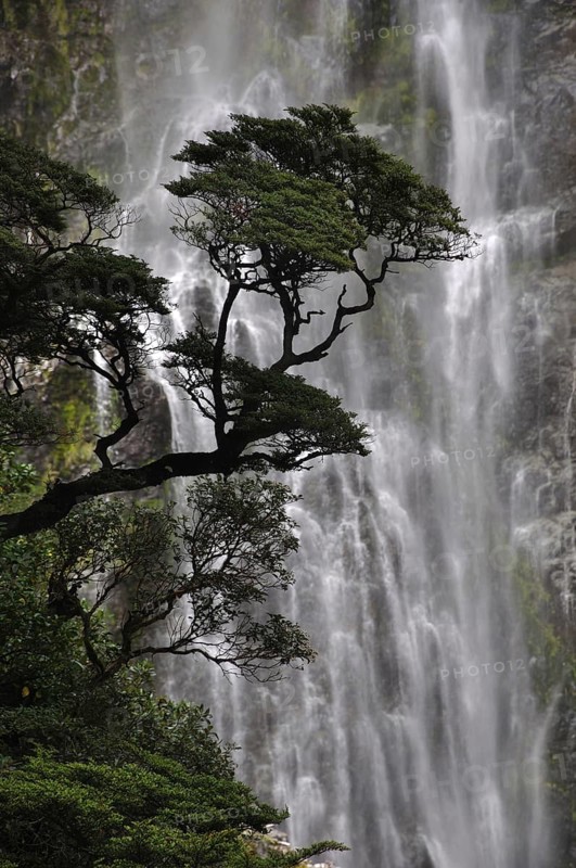 Mountain beech tree at Devils Punchbowl Waterfall, Arthurs Pass National Park, Westland, New Zealand, Oceania