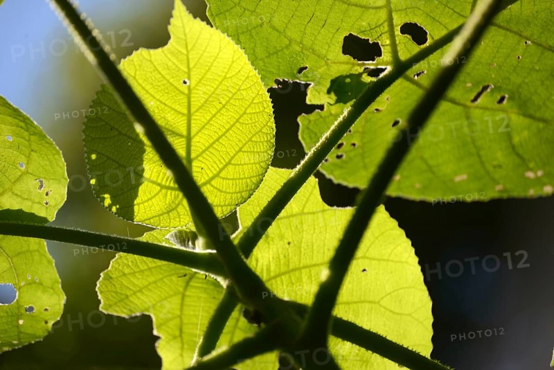 Backlighting on leaves of the fearsome giant stinging tree, Dendrocnide excelsa, also called Australian nettle tree, fibrewood, gimpi gimpi, a rainforest tree of eastern Australia