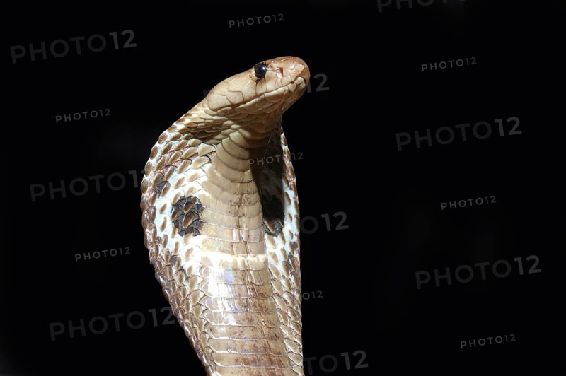 King Cobra, Naja naja, with flared hood against black background, Tamil Nadu, South India