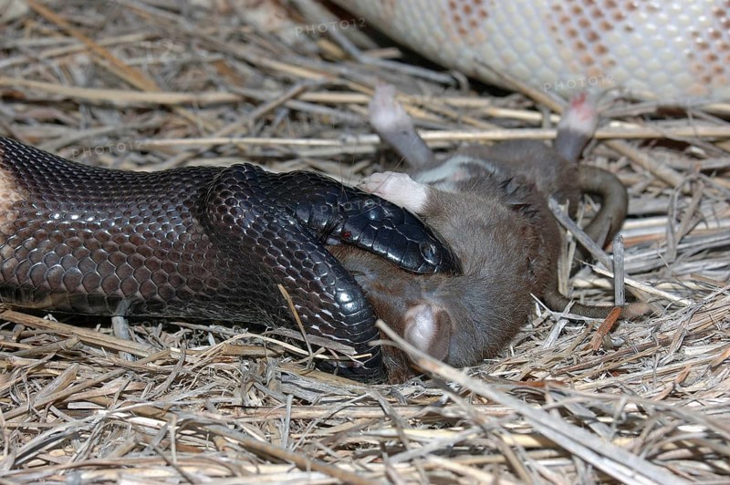 Australian black headed python, Aspidites melanocephalus, extends its jaws to swallow a black rat, Rattus rattus