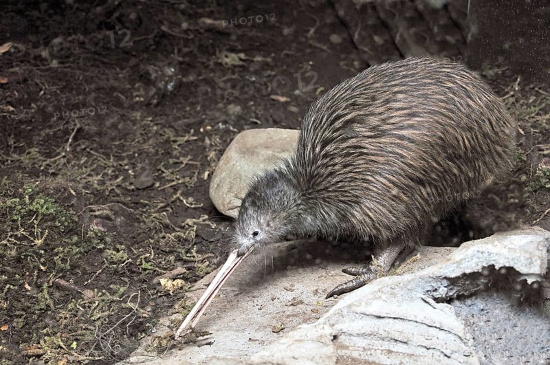 North Island brown kiwi, Apteryx australis, foraging for worms
