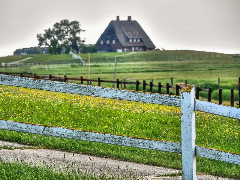 A wooden fence leads the eye to a house in the distance, surrounded by green nature and a clear sky, Hallig Hooge, schleswig-holstein, germany