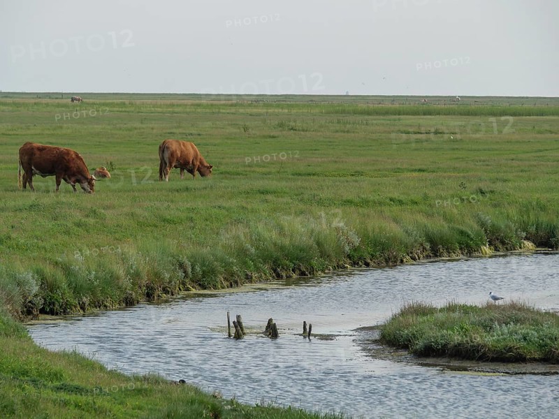 Cows grazing peacefully next to a river while a bird rests on the bank, Hallig Hooge, Schleswig-Holstein, Germany, Europe