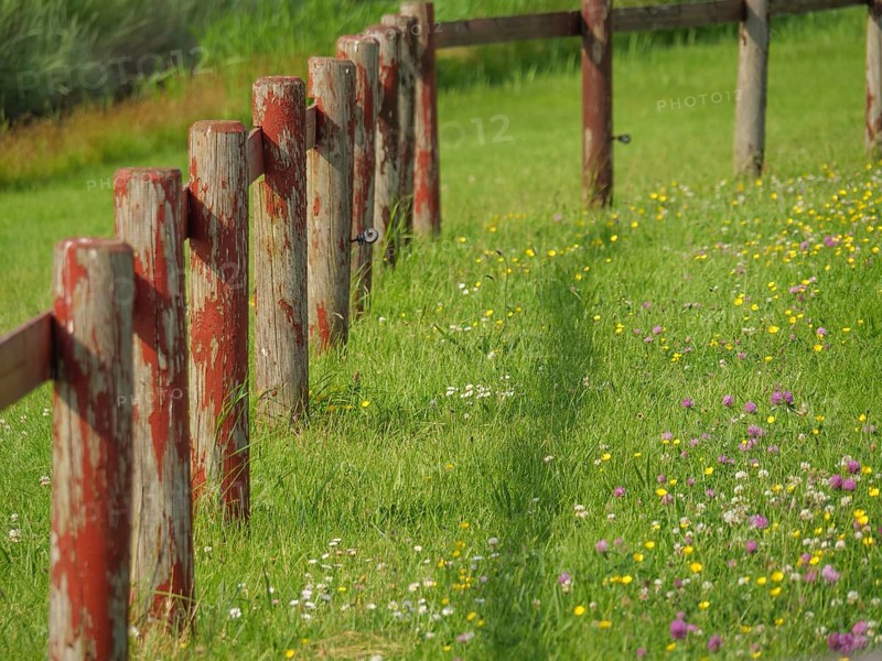 A weathered wooden fence stands in a meadow with blooming wildflowers, Hallig Hooge, Schleswig-Holstein, Germany, Europe