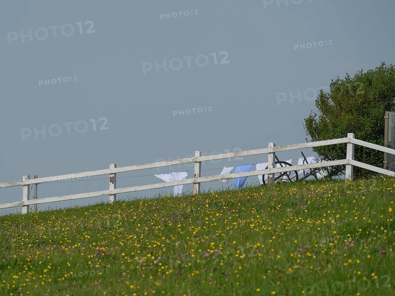A white fence along a flowering meadow with hanging laundry in the background, Hallig Hooge, schleswig-holstein, germany