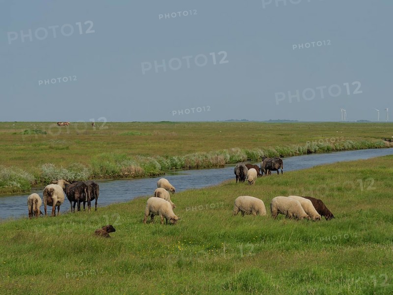 Sheep and cows grazing peacefully next to a small river in a meadow, Hallig Hooge, Schleswig-Holstein, Germany, Europe