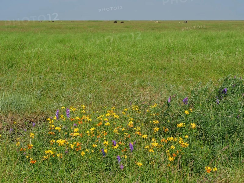 Colourful wildflowers blooming on a wide green meadow, Hallig Hooge, Schleswig-Holstein, Germany, Europe