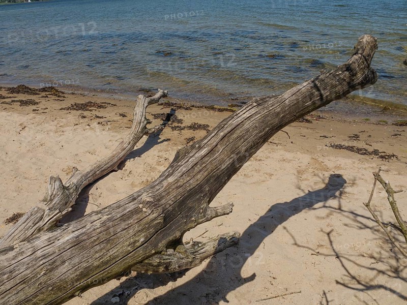 A large piece of driftwood lies on the sandy shore of a calm sea, Flensburg, SChleswig-Holstein, Germany, Europe