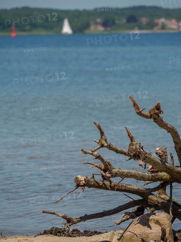 Close-up of driftwood on the lakeshore with a sailing boat and calm water in the background in summer, Flensburg, Schleswig-Holstein, Germany, Europe