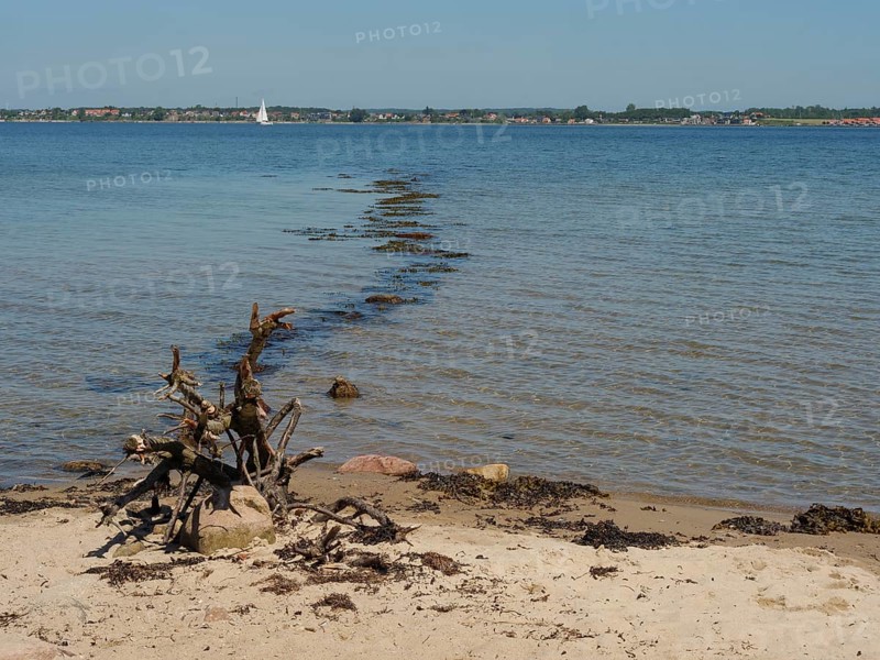 A piece of driftwood on a sandy beach, with the calm sea and the horizon in the background, Flensburg, SChleswig-Holstein, Germany, Europe