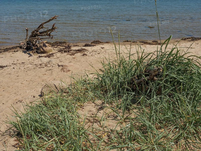 A sandy beach with tufts of grass and driftwood on the shore of a calm sea, Flensburg, SChleswig-Holstein, Germany, Europe