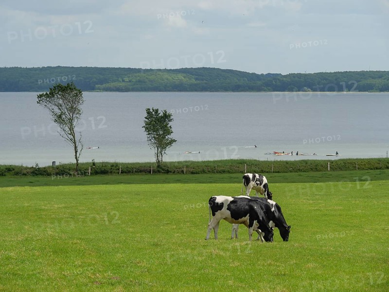 Several cows grazing on a green meadow near a lake under a slightly cloudy sky, Glücksburg, Schleswig-Holstein, Germany, Europe