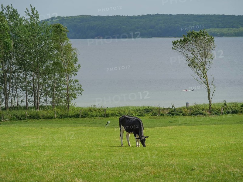 Black and white cow grazing on a green meadow near a lake under a slightly cloudy sky, Glücksburg, Schleswig-Holstein, Germany, Europe