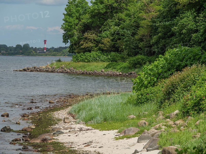 Coastal strip with stones and grasses, trees on the shore, calm atmosphere under a blue sky, Glücksburg, Schleswig-Holstein, Germany, Europe