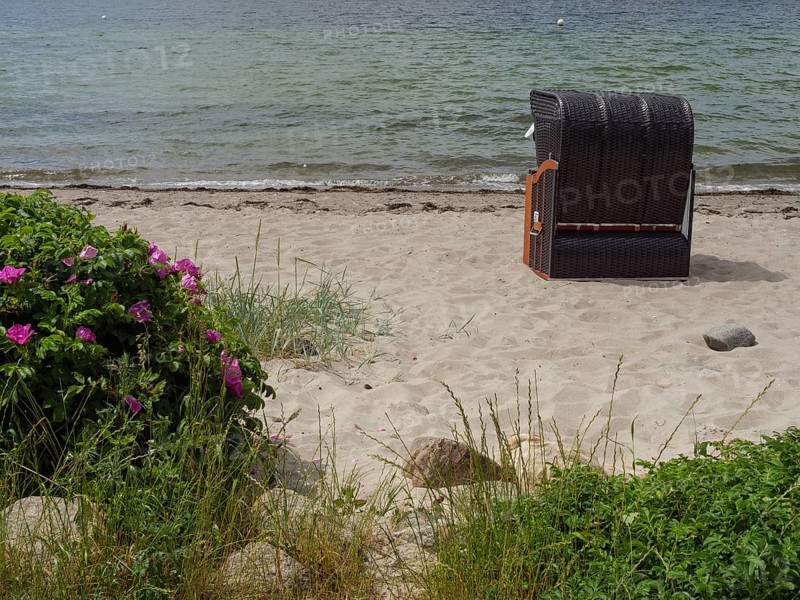A sandy beach with a beach chair and flowering plants near the sea, Glücksburg, Schleswig-Holstein, Germany, Europe