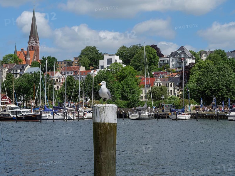 A seagull sits on a wooden pole in front of a harbour with sailing boats, surrounded by traditional houses and a church tower, Flensburg, Schleswig-Holstein, Germany, Europe