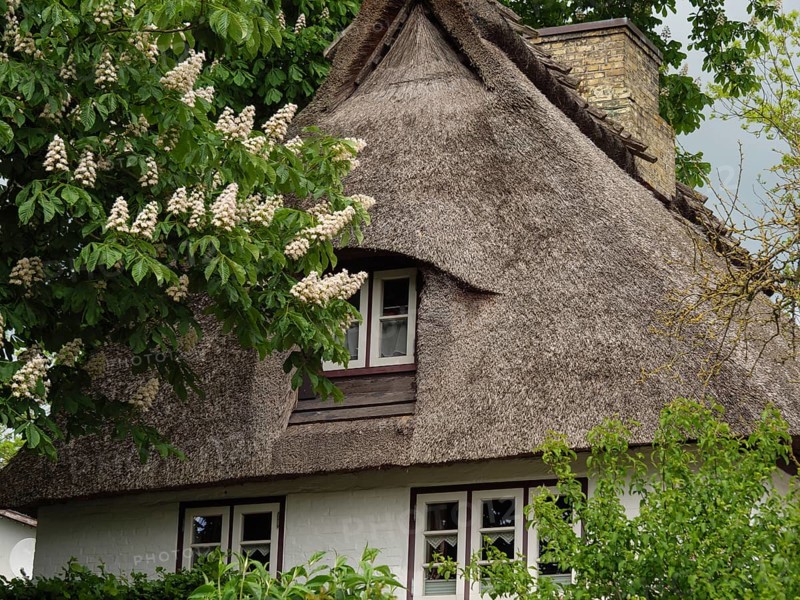 View of a traditional thatched house surrounded by green foliage and blooming flowers, Kappeln, Schleswig-Holstein, Germany, Europe