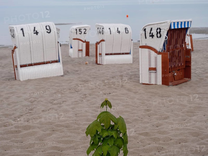 Beach chairs standing in the sand by the sea, numbered and framed by the water in the background, Eckernförde, Schleswig-Holstein, Germany, Europe