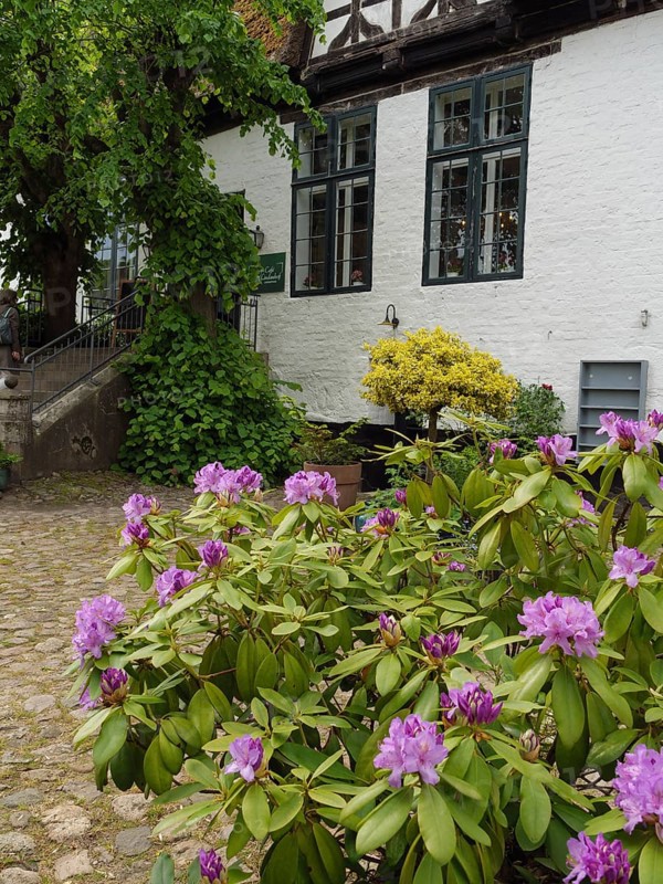 A house with a flowering garden and plants along the paved garden path, Kappeln, Schleswig-Holstein, Germany, Europe