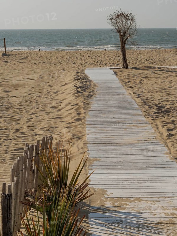 A wooden path leads through the sand to the sea, a lone tree stands at the side, de haan, belgium