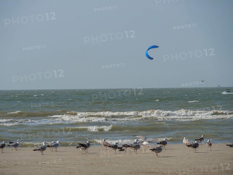 Seagulls on the beach near the sea with waves, a kite surfer in the background, blue sky, de haan, belgium