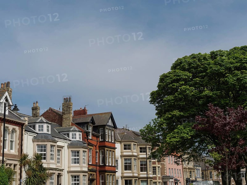 Street scene with colourful old town houses and a large tree in the foreground under a clear sky, Tynemouth, England, Great Britain