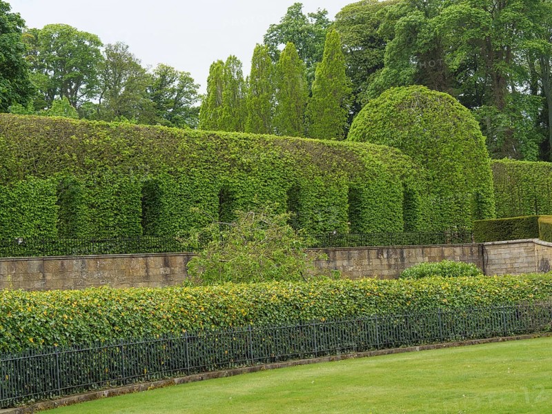 A garden with carefully trimmed hedges and a stone wall surrounded by trees, tynemouth, England, United Kingdom, Europe