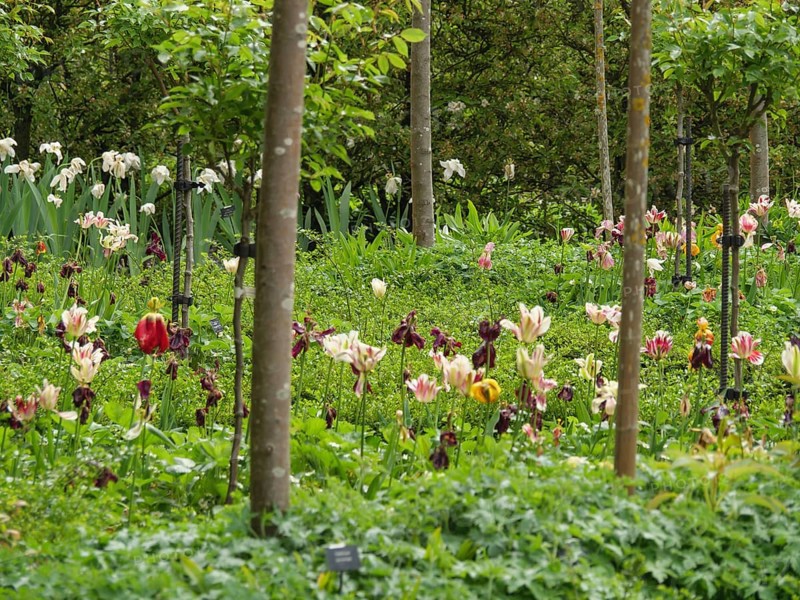 A blooming garden with many colourful flowers and trees, Newcastle, England, Great Britain