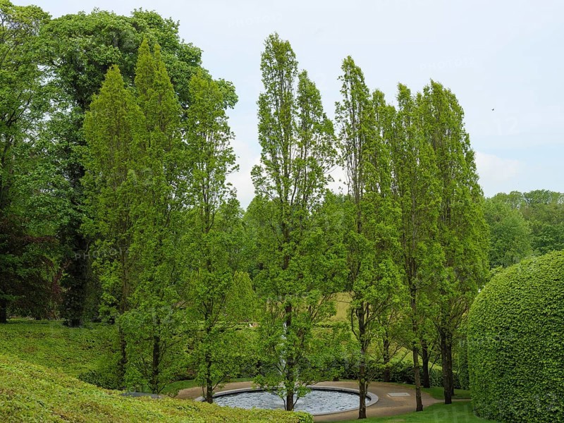 A well-kept garden with tall trees and a small pond, Newcastle, England, United Kingdom, Europe