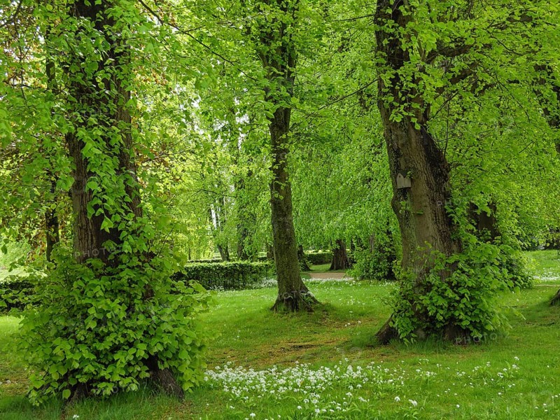 Green forest with tall trees and fresh grass, spring fever, Newcastle, England, Great Britain