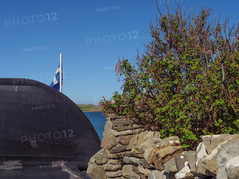 A bush with flowers next to an old stone wall and a Scottish flag in the background, Lerwick, Shetlands, Scotland, United Kingdom, Europe