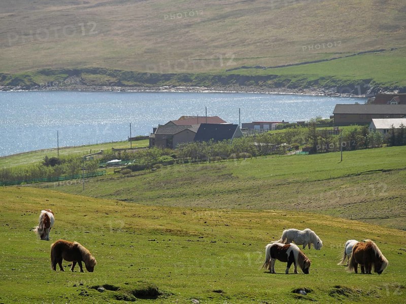 Several ponies grazing in a meadow in front of a loch and some buildings in a rural landscape, Lerwick, Shetland, Scotland, United Kingdom, Europe