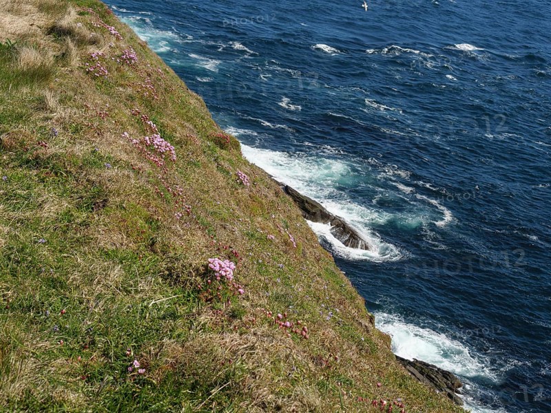 Flower-covered cliff overlooking foaming waves of the deep blue sea, Lerwick, Shetland, Scotland, United Kingdom, Europe