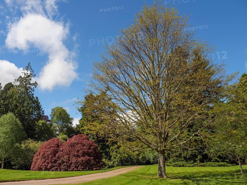 A path through a green landscape with large trees and bushes under a partly cloudy sky, inverness, Scotland, Great Britain