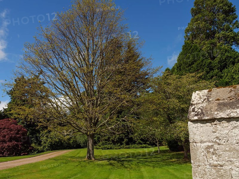 A large tree stands beside a road and lawn, adjacent to a stone wall, in sunny weather, inverness, Scotland, United Kingdom, Europe