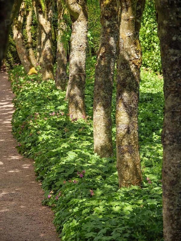 A shady forest path between many trees, with green leaves and a quiet, peaceful atmosphere, inverness, Scotland, United Kingdom, Europe
