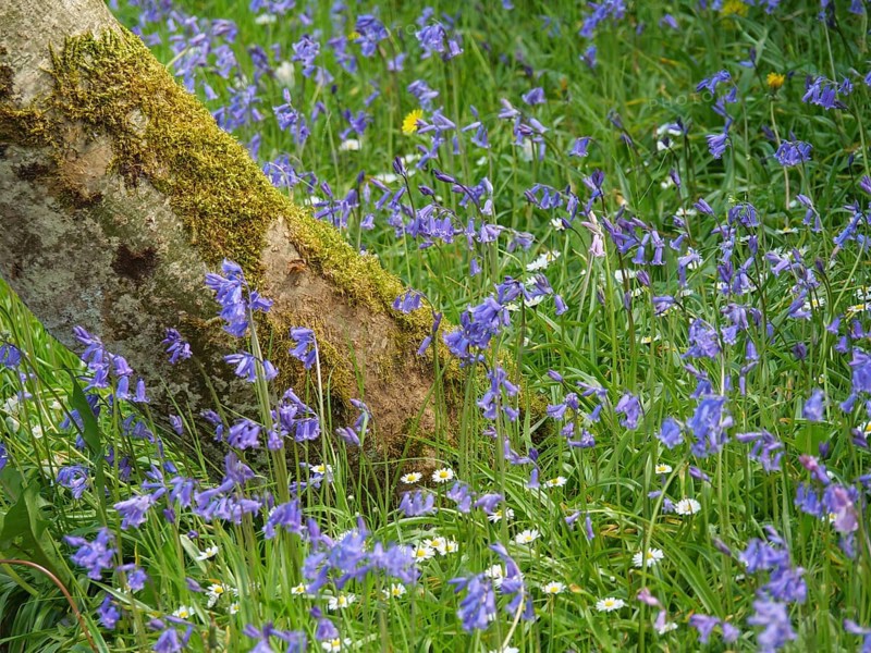 Beautiful purple flowers blooming in the grass next to a moss-covered tree trunk in spring, inverness, Scotland, United Kingdom, Europe