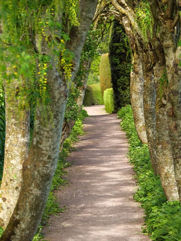 A narrow path leads through a natural avenue of trees and green leaves, inverness, Scotland, United Kingdom, Europe