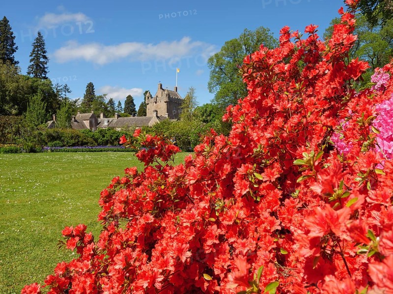 Blooming garden with red flowers, in the background the stone castle on a green meadow under a blue sky, Inverness, Scotland, Great Britain