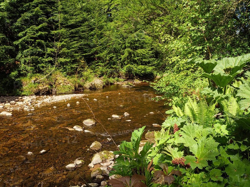 A small river flows through a green forest with lush plants and stones on the banks, inverness, Scotland, United Kingdom, Europe