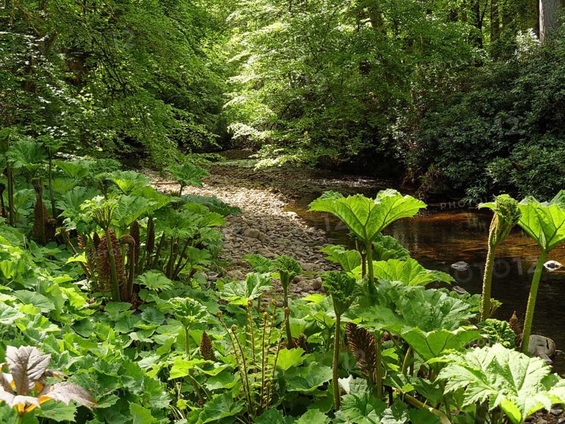 Sunlight shines through the trees onto dense vegetation on the banks of a small river, inverness, Scotland, Great Britain