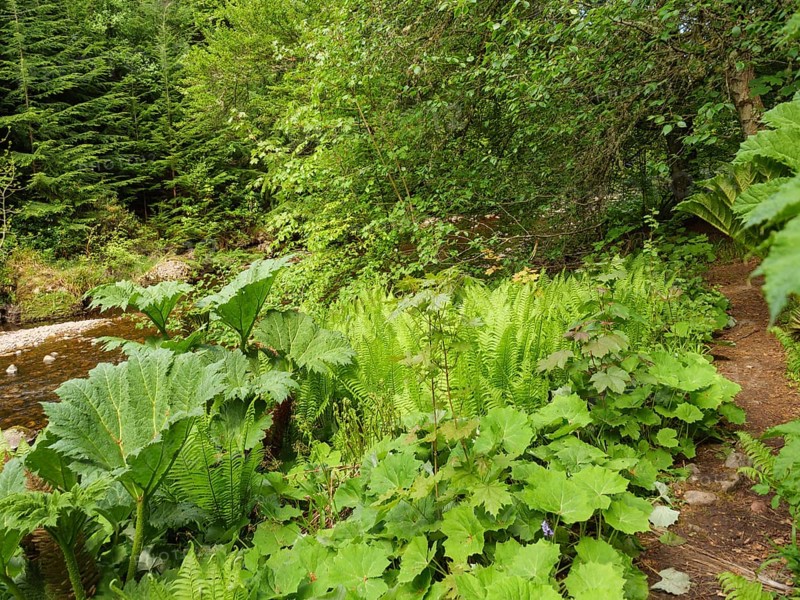 Lush plants and trees along a narrow path in a green forest, inverness, Scotland, United Kingdom, Europe