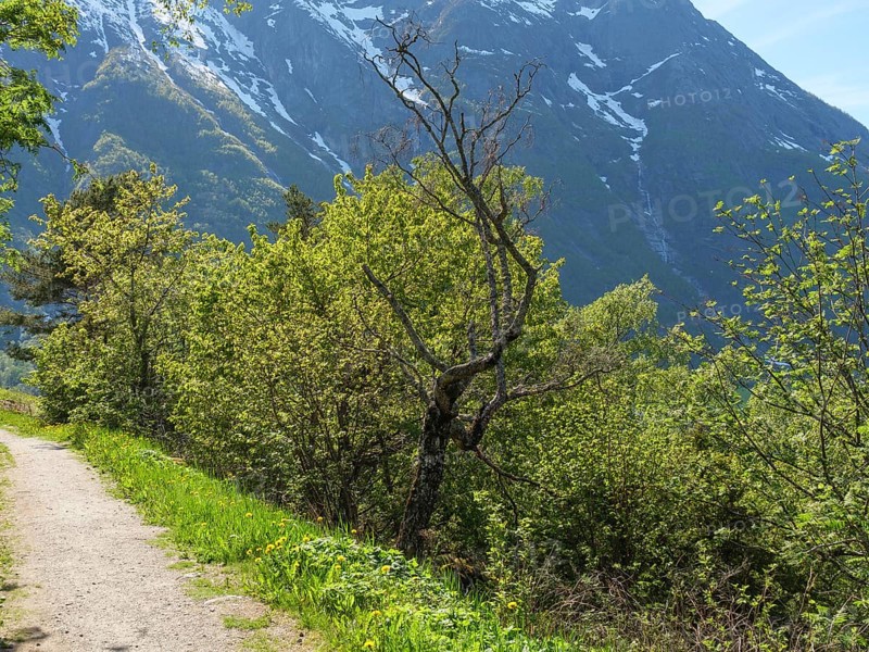 A narrow path through green trees with high mountains in the background, Eidfjord NOR 2