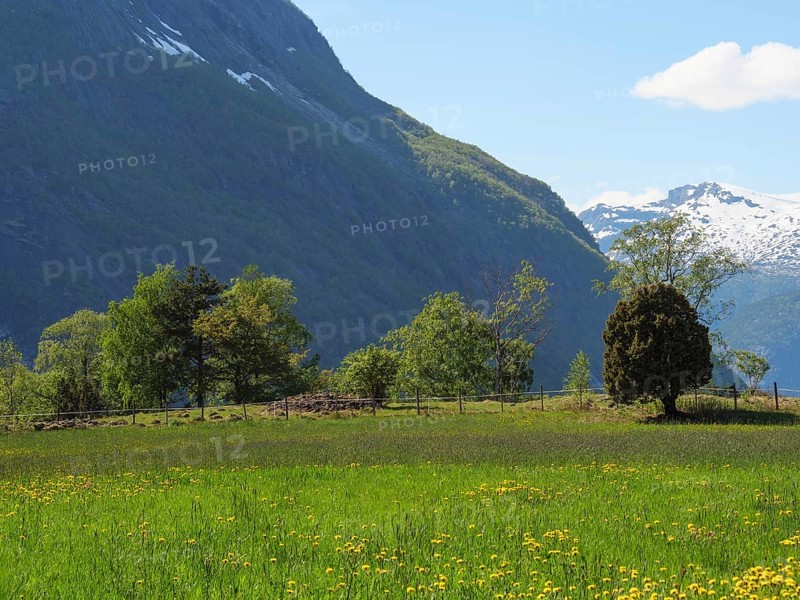 Green meadow and trees in front of high mountains under a blue sky, Eidfjord NOR 2