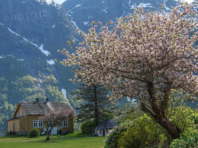 A house in spring surrounded by blossoming cherry trees and high mountains in the background, Eidfjord NOR 2