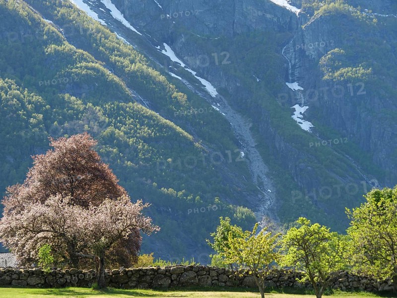 Blossoming trees against an imposing mountain backdrop with scattered patches of snow and stone walls, Eidfjord NOR 2