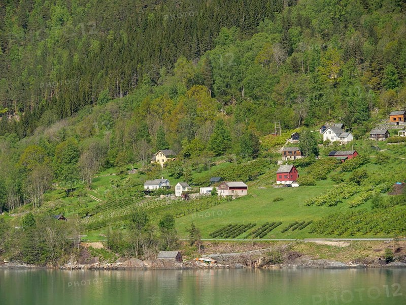 Small groups of houses on green hills on the fjord shore in sunny weather in a rural scenery, Eidfjörd, Norway, Europe