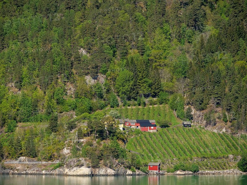 Winery with red buildings on the fjord shore, surrounded by dense forests and green hills in sunny weather, Eidfjörd, Norway, Europe