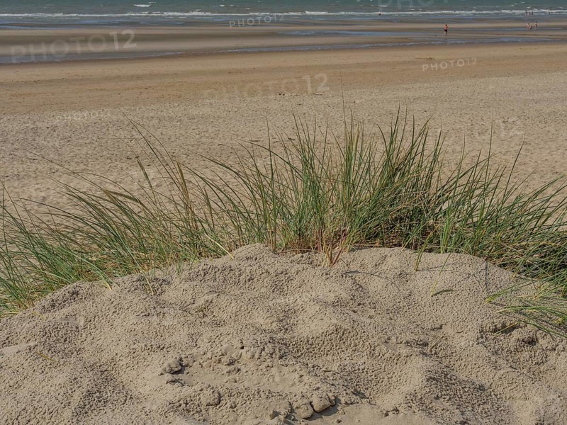 View from the sand hill onto the vast, empty beach with the sea in the background and a clear sky, de haan, belgium